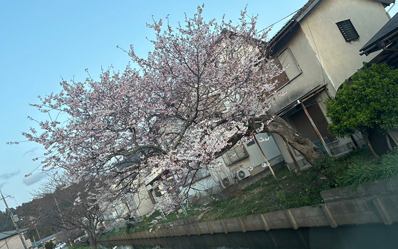 桜