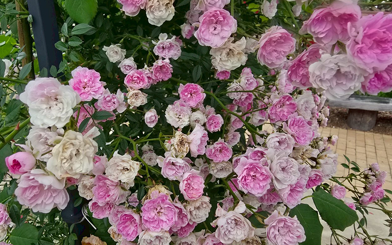 バラ園に見学にいってきました！